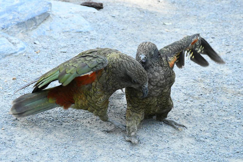 Fotografia do papagaio kea.