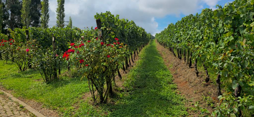 Vinicola Ravanello Gramado
