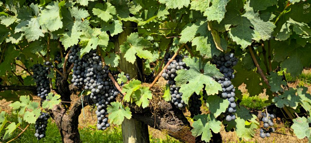 Vinicola Ravanello Gramado