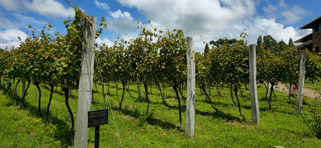 viniciola casa seganfredo gramado