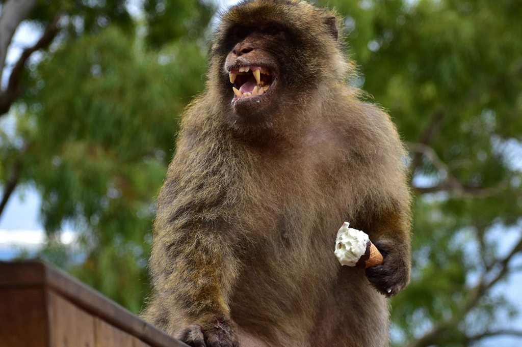 Fotografia de um macaco-de-gibraltar come um sorvete que foi roubado de turistas.