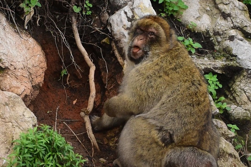 Fotografia de um macaco mastiga solo argiloso vermelho coletado de um afloramento rochoso no Rochedo de Gibraltar.