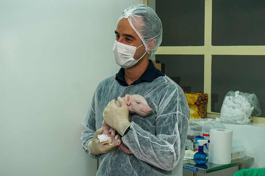 Fotografia do primeiro clone de suíno.