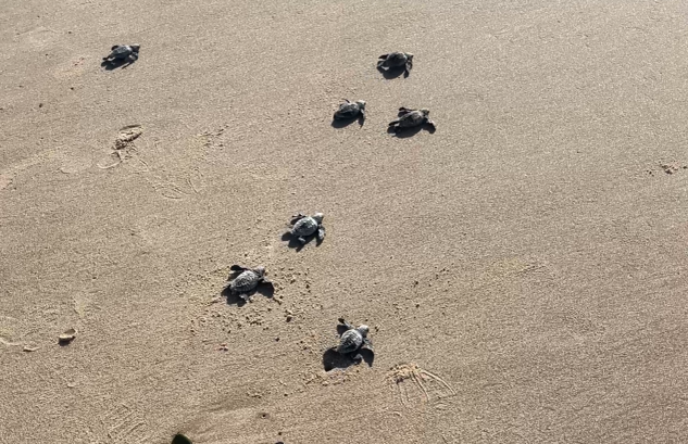 Filhotes de tartaruga na areia da praia
