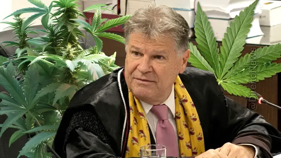 desembargador faz conta agricola homem 140 pes maconha solto