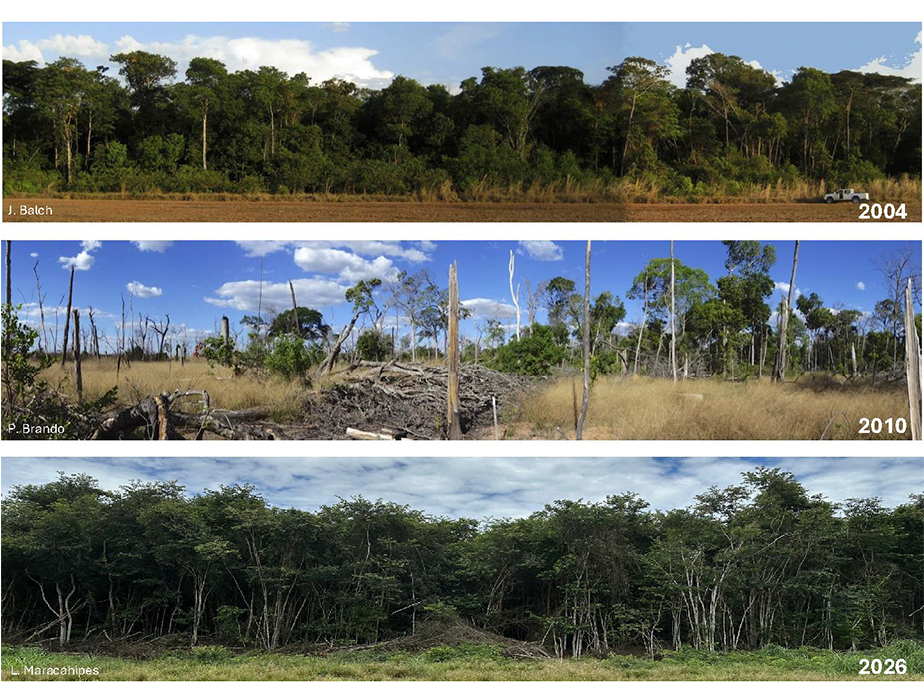Fotografias da floresta Amazônia de 2004, 2010 e 2026.