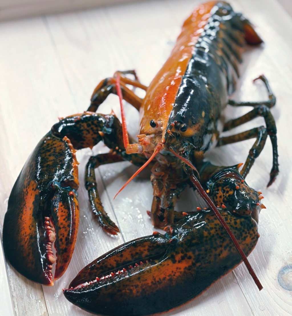 Fotografia de uma lagosta bicolor rara é vista na Wellfleet Shellfish Company, em Eastham, Massachusetts, em 17 de abril de 2026.
