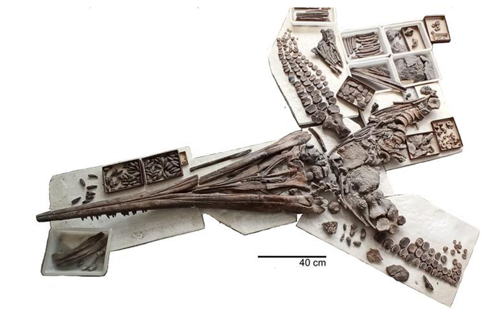 Fotografia do Fóssil de Temnodontosaurus cf. trigonodon (UMO BT 011237.00), visto por baixo, mostrando o crânio e a placa corporal, incluindo todos os ossos e dentes isolados recuperados do sedimento circundante.