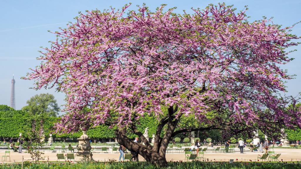 jardin-tuileries