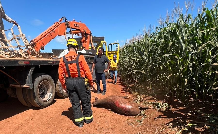 Anta ferida é resgatada pelo Corpo de Bombeiros às margens da BR-163 em Lucas do Rio Verde