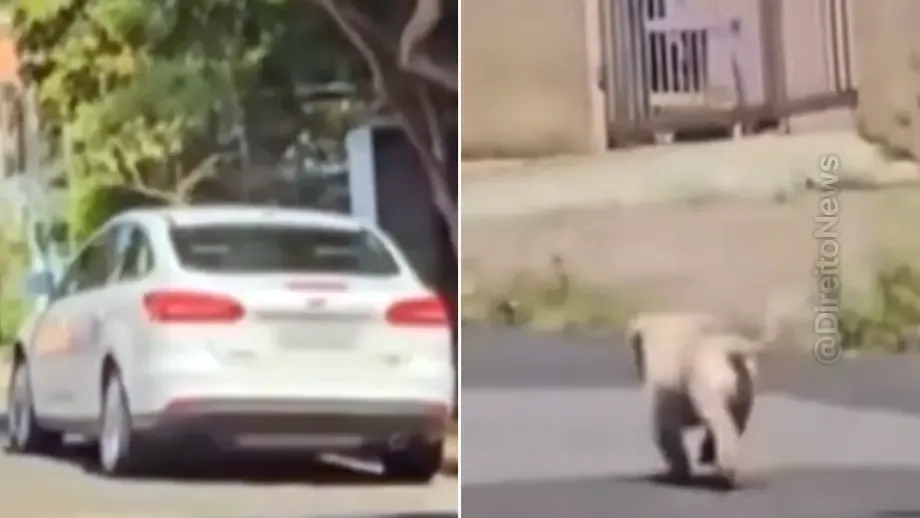 advogada presa flagrante abandonar cachorro idoso rua assista