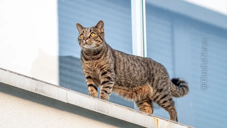 tutora impedir gato bengal invada casa vizinha pena multa