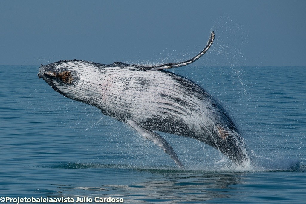 O espetáculo natural do salto de uma baleia, acompanhado de perto pelo Projeto Baleia à Vista