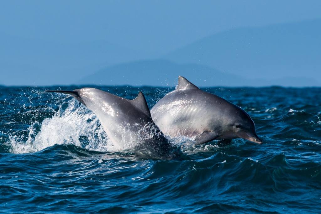 Avistar grupos de golfinhos também é uma das possibilidades para quem visita o Litoral Norte