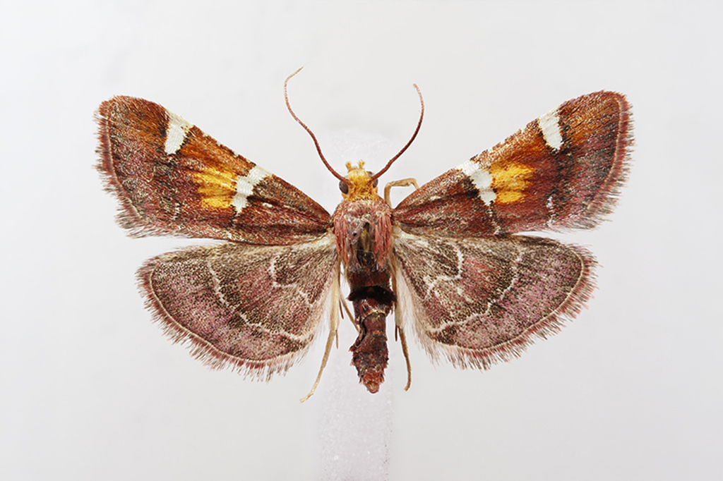 Fotografia de mariposa.