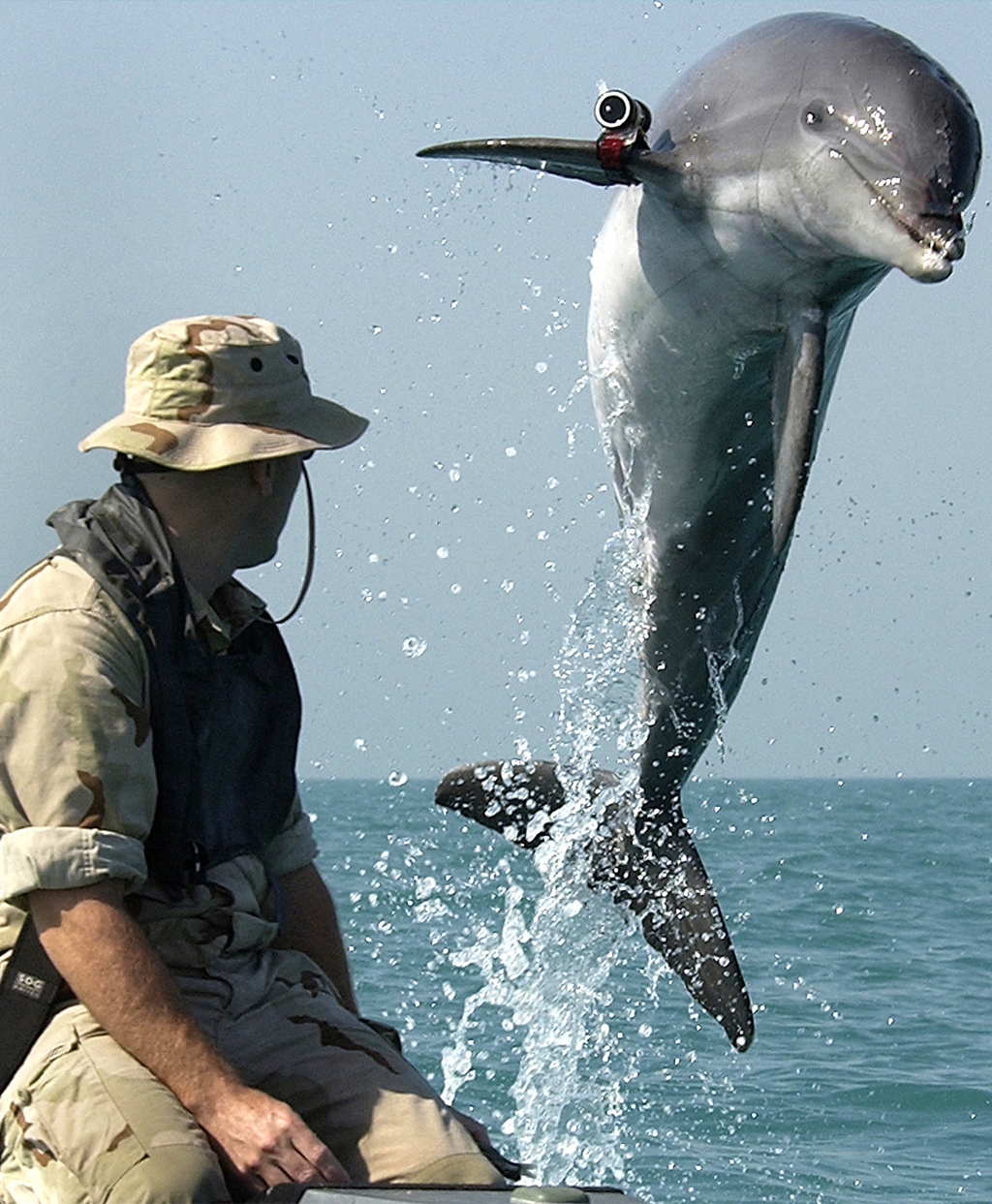 Fotografia de um homem e um golfinho no interior de um barco.
