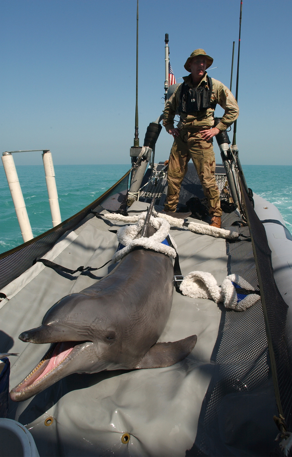 Fotografia de um homem e um golfinho no interior de um barco.