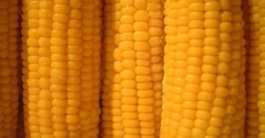 2026