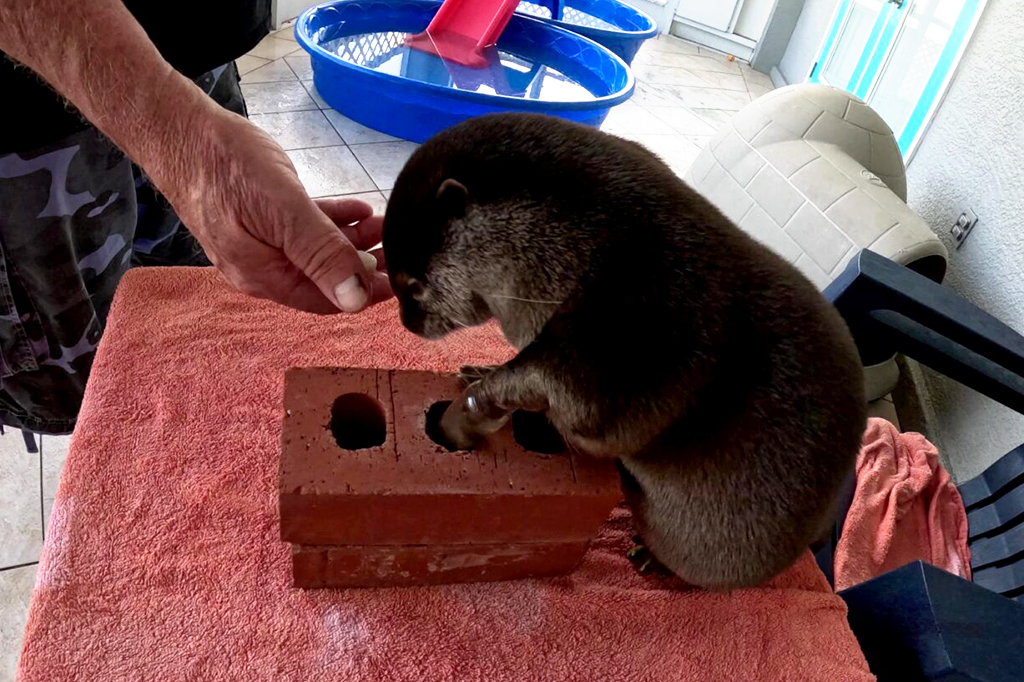Imagem da lontra Splash sentada com uma das patas dentro de um tijolo, tentando pegar algo.