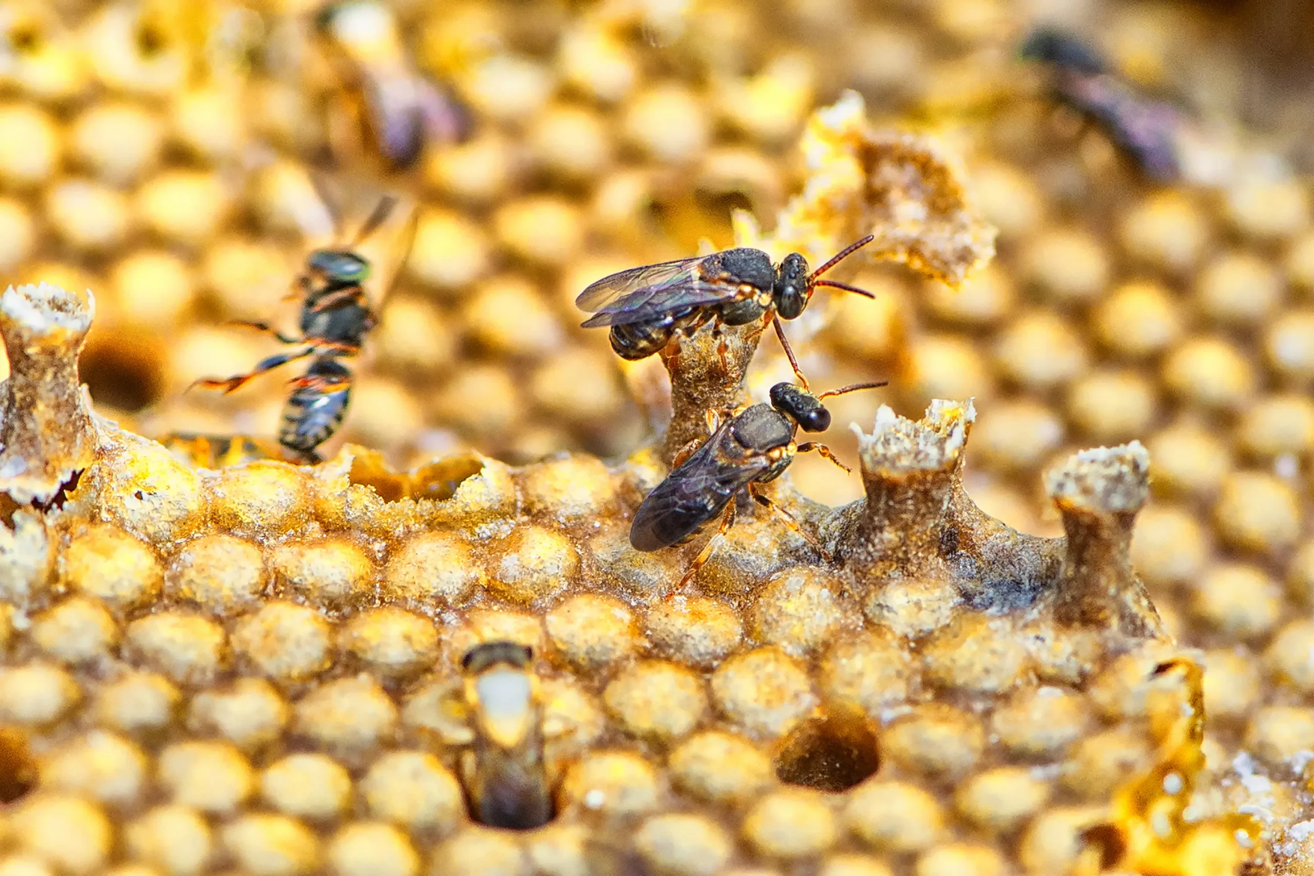 Brasil reúne cerca de 3 mil espécies de abelhas e concentra a maior diversidade do mundo.