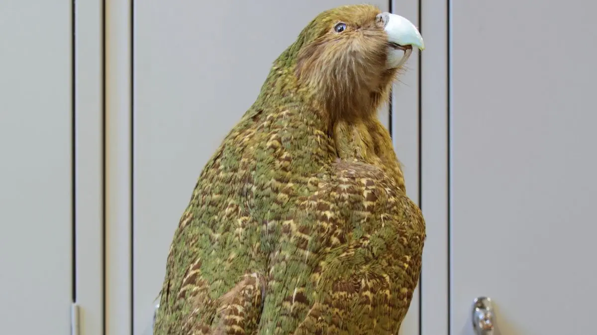 kākāpō, pássaro em extinção na Nova Zelândia.