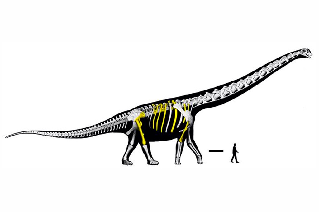 Ilustração de um dinossauro saurópode com esqueleto visível, destacando ossos em amarelo, e uma silhueta humana para comparação de tamanho