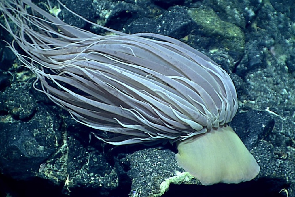 Anêmona-do-mar de cor creme com tentáculos longos e finos, repousando sobre rochas escuras no fundo do oceano
