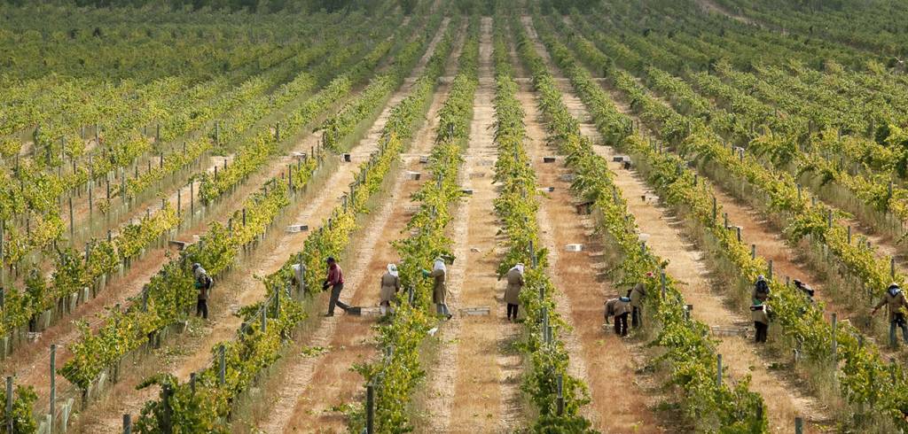 Herdade do Esporao Alentejo