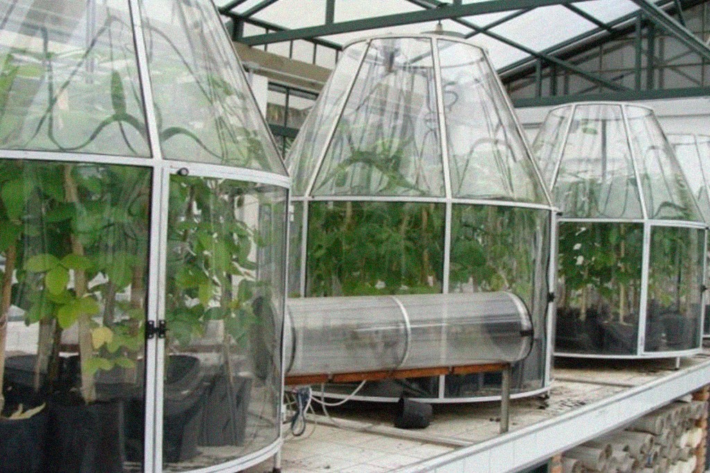 Estufas de vidro em formato de sino abrigam plantas verdes em vasos pretos, com um túnel transparente horizontal no centro, em um laboratório de pesquisa agrícola, experimento com plantas de soja sob alto CO2 e alta temperatura.