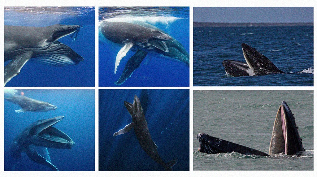 1905-baleia-layout_site1 Seis imagens de baleias-jubarte em diferentes momentos de alimentação, algumas submersas com a boca aberta e outras emergindo da água com a boca escancarada