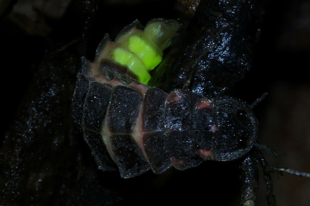 Larva de vaga-lume preta com segmentos corporais visíveis, emitindo luz verde brilhante da parte superior do corpo, em ambiente escuro e úmido
