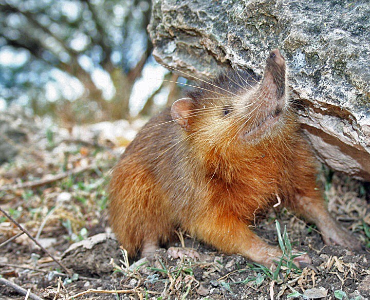 Um roedor Hispaniolan solenodon marrom-avermelhado com focinho alongado e bigodes longos, apoiado em três patas, com a pata dianteira direita levantada, perto de uma rocha cinza e vegetação seca.