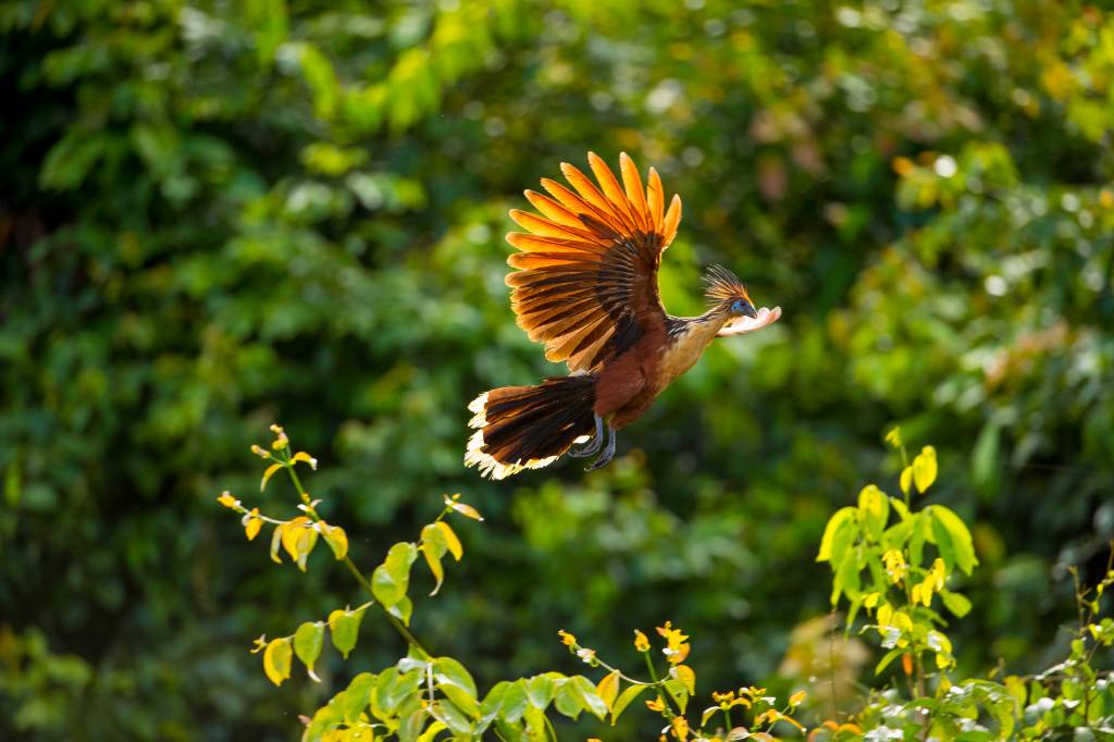 Um hoatzin marrom e azul com crista esvoaça, asas abertas e cauda estendida, contra um fundo de folhagem verde e amarela