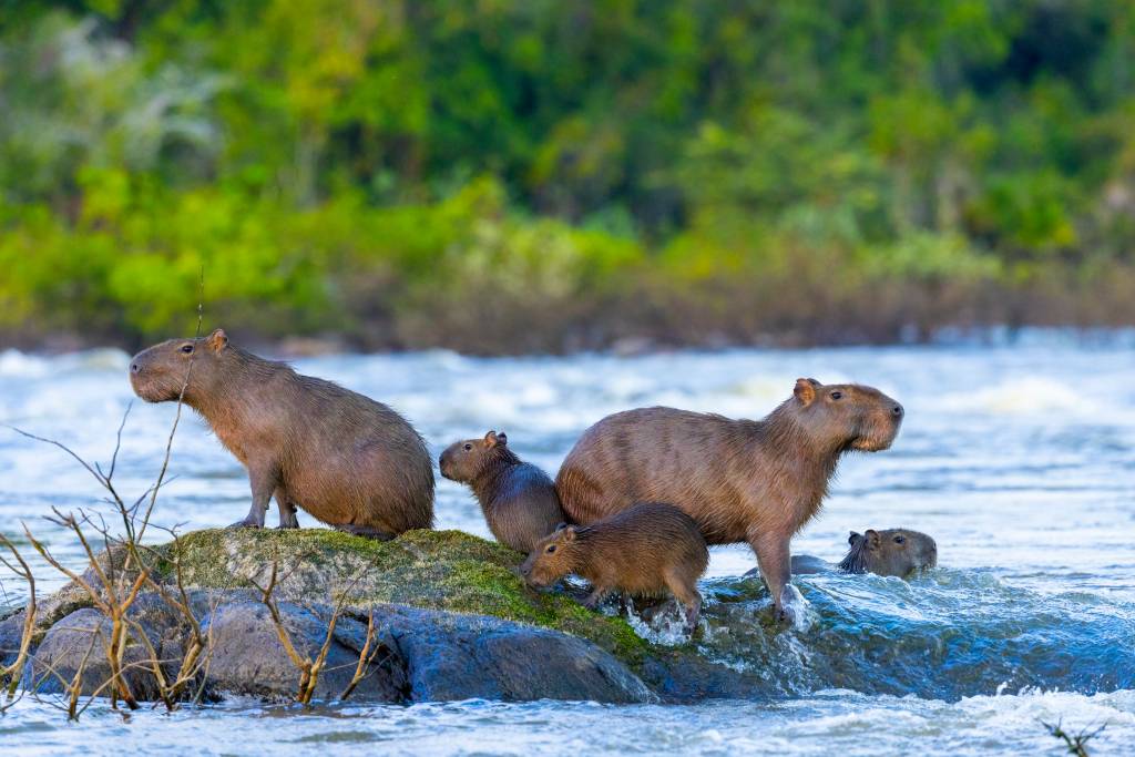 Grupo de cinco capivaras em um rio, com duas adultas e três filhotes. Uma capivara adulta está em uma rocha à esquerda, outra à direita, e os filhotes estão entre elas e na água, com vegetação verde ao fundo