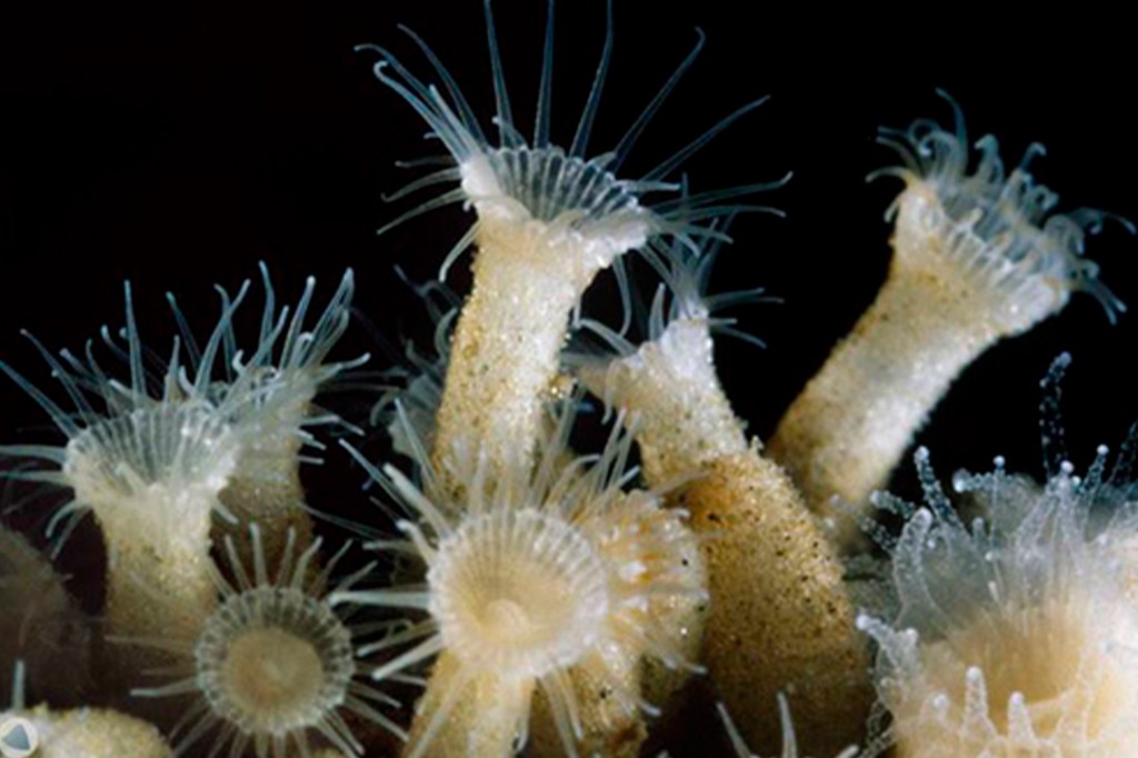 Agrupamento de anêmonas-do-mar ou pólipos de coral, com corpos tubulares esbranquiçados e translúcidos, cobertos por pequenas partículas, e tentáculos finos e transparentes que se estendem para fora, contra um fundo escuro