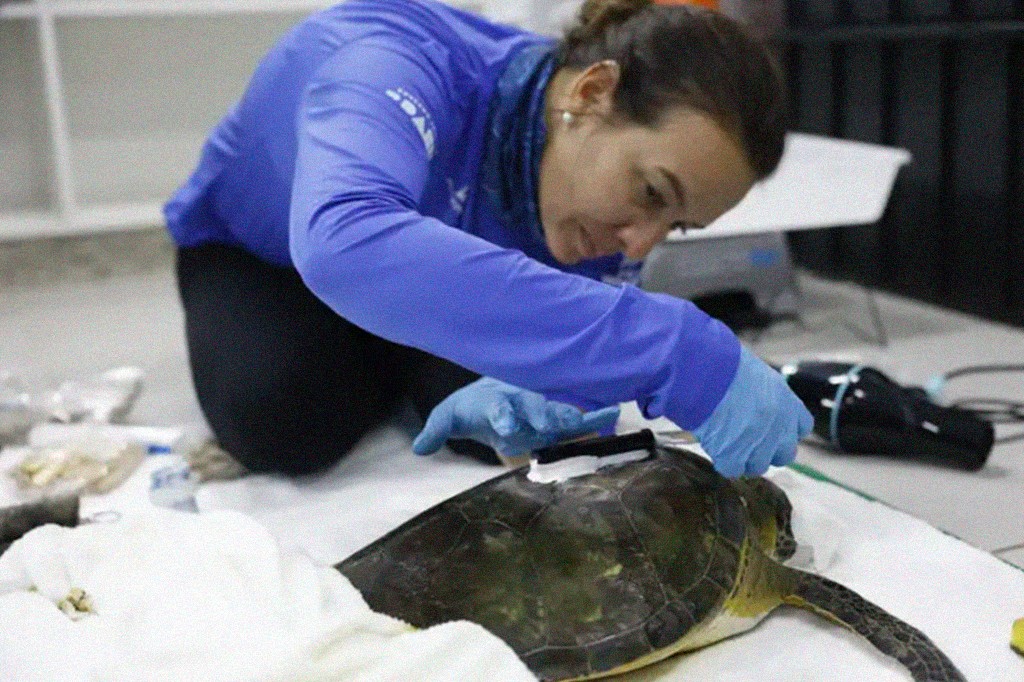 Mulher de blusa azul e luvas cirúrgicas azuis ajoelhada, aplicando um dispositivo preto com pasta branca no casco de uma tartaruga marinha de cor escura, deitada sobre um pano branco
