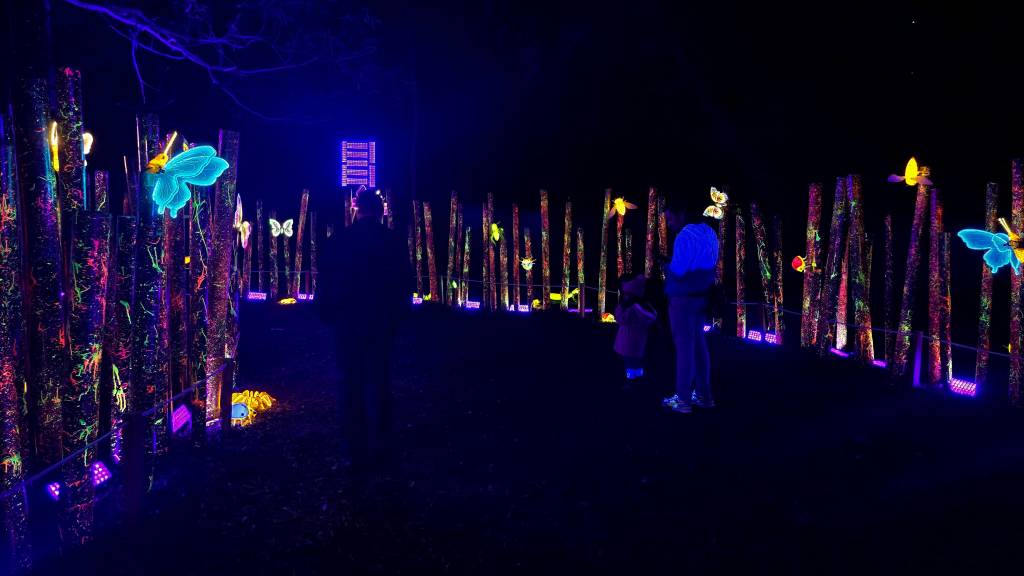 Pessoas observam uma instalação artística noturna com troncos de árvores pintados com tinta neon colorida e borboletas luminosas azuis e amarelas, em um ambiente escuro iluminado por luzes roxas no chão
