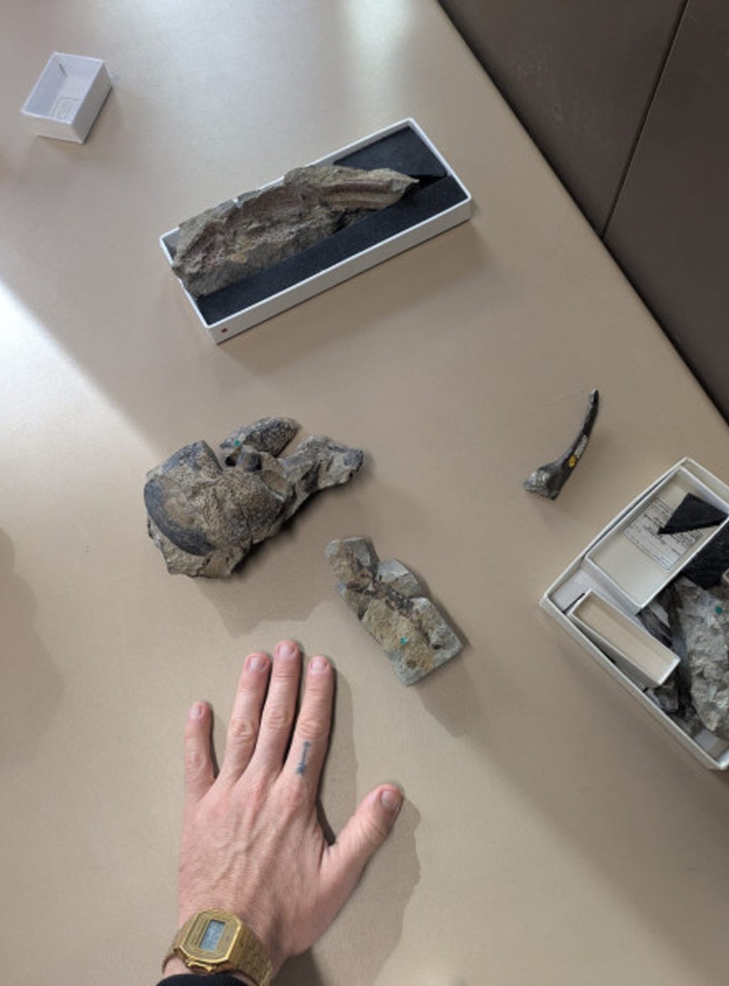 Mão masculina com relógio dourado sobre mesa bege, exibindo fósseis e rochas em caixas de museu