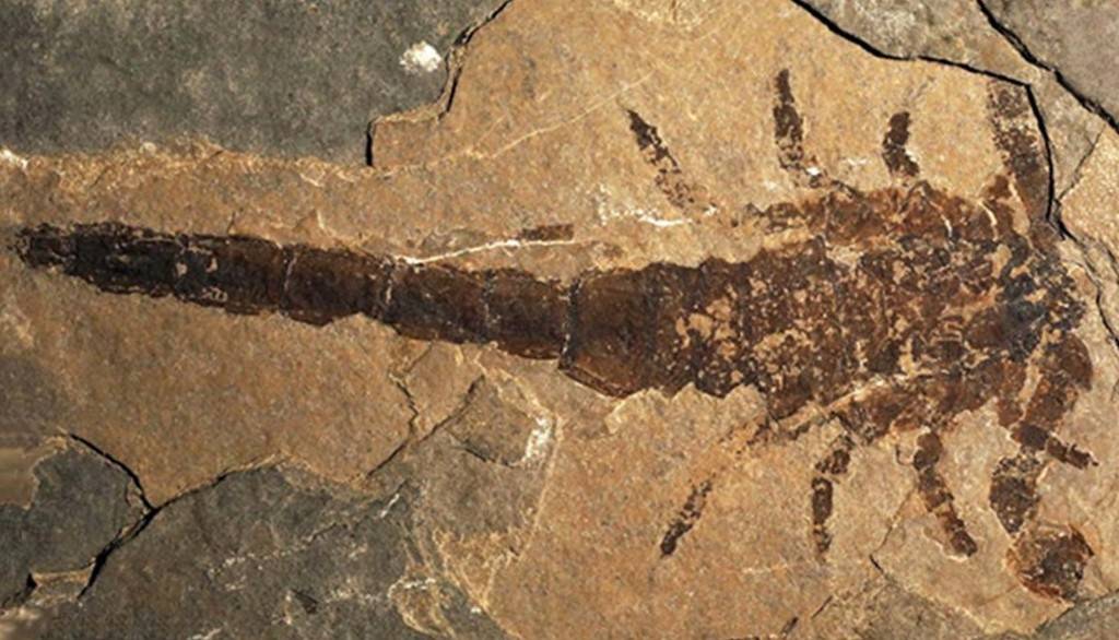 Fóssil de escorpião marrom escuro em rocha sedimentar clara, com corpo segmentado e cauda longa, mostrando detalhes das patas e pinças fossilizadas
