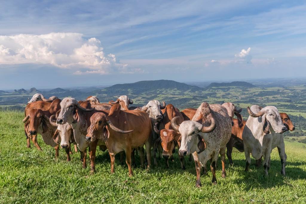 Rebanho de gado Nelore e Guzerá, com pelagens brancas, marrons e malhadas, em pasto verde sob céu azul com nuvens brancas, e montanhas ao fundo