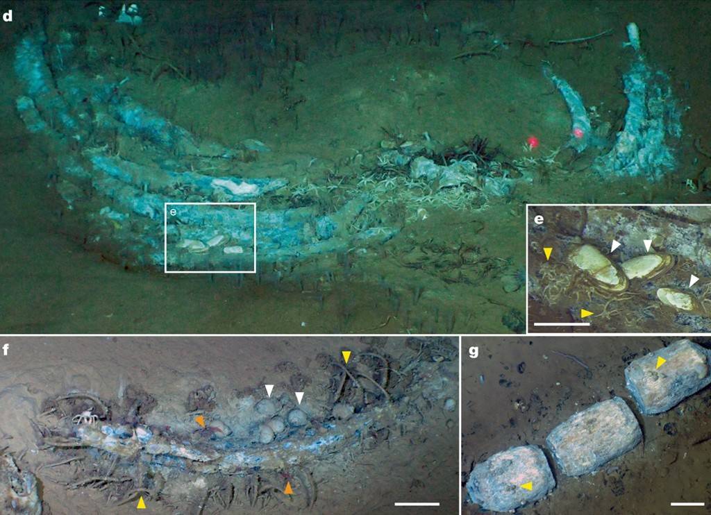 Quatro imagens subaquáticas de restos de baleia no fundo do mar. A imagem superior mostra uma coluna vertebral azul-esverdeada com caranguejos e estrelas-do-mar. O detalhe e exibe conchas brancas e vermes. A imagem inferior esquerda mostra a coluna com ovos brancos e vermes. A imagem inferior direita exibe três blocos de madeira com vermes.