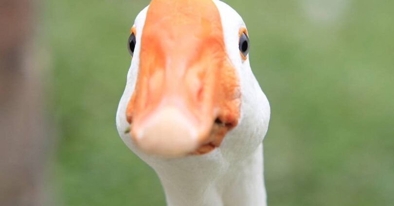 2026