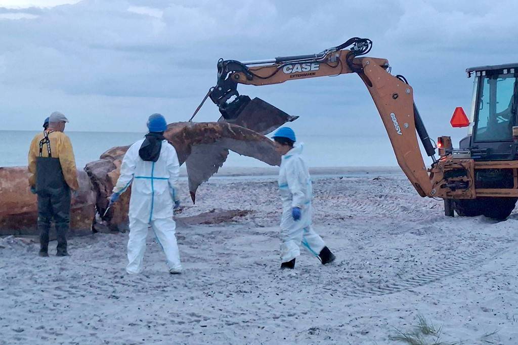1306-Baleia-layout_site1 Três pessoas em uma praia arenosa, duas vestindo macacões brancos de proteção e capacetes azuis, observam uma escavadeira laranja da marca Case levantando parte de uma carcaça de baleia escura. O céu está nublado e o mar cinzento ao fundo