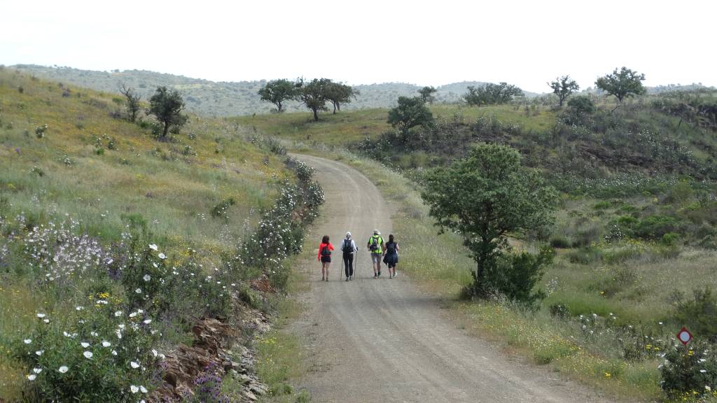 Quatro pessoas, de costas, caminhando por uma estrada de terra em meio a um campo verde com flores brancas e amarelas, sob um céu claro. Elas usam roupas esportivas e mochilas, e uma delas tem bastões de caminhada.