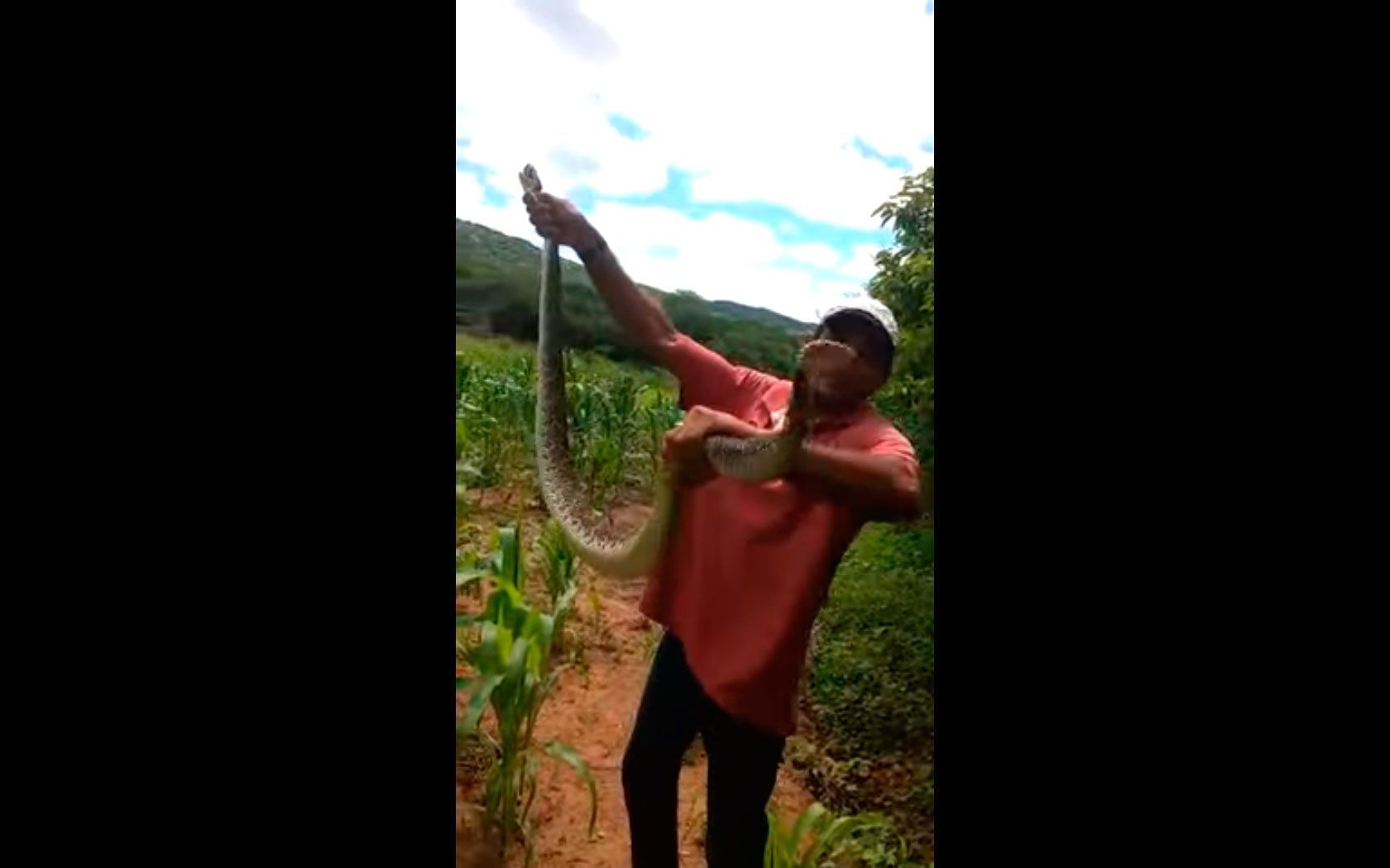 homem-cobra-cascavel-milho homem segurando cobra cascavel no milharal