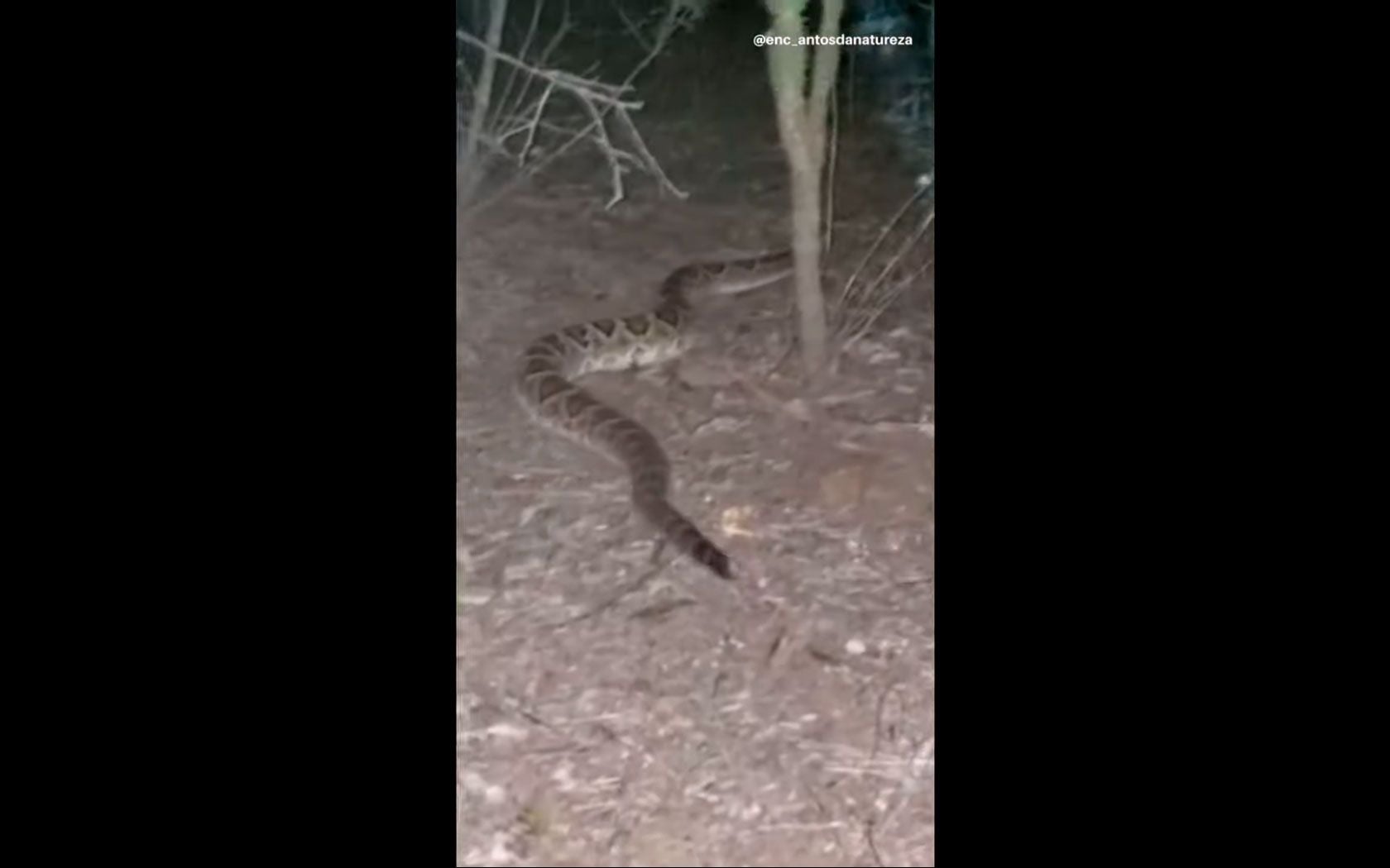homem-cobra-cascavel-natureza cobra cascavel caçando a noite