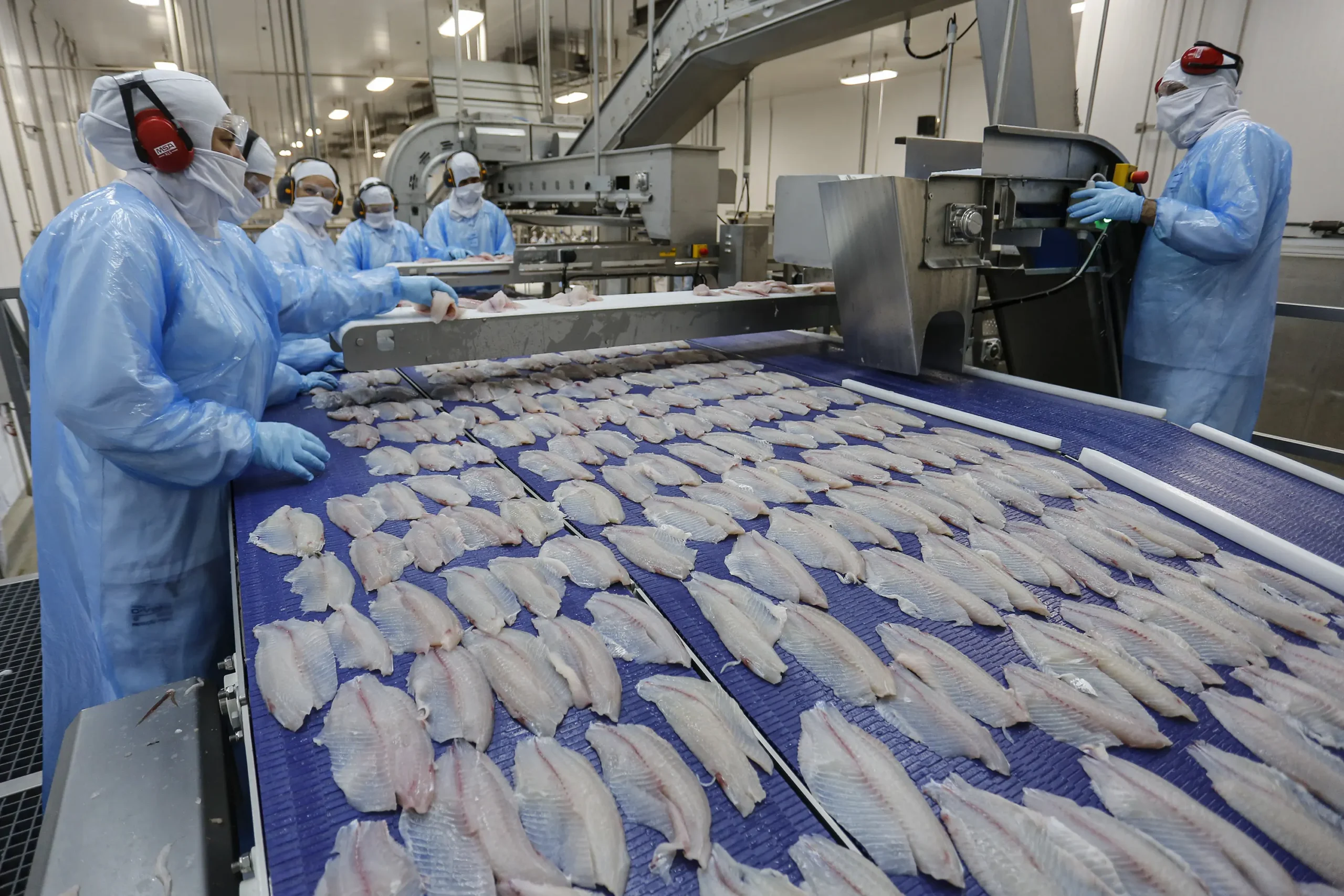 O Paraná é líder nacional na produção de tilápias, com destaque em viveiros e indústrias no oeste do estado.
