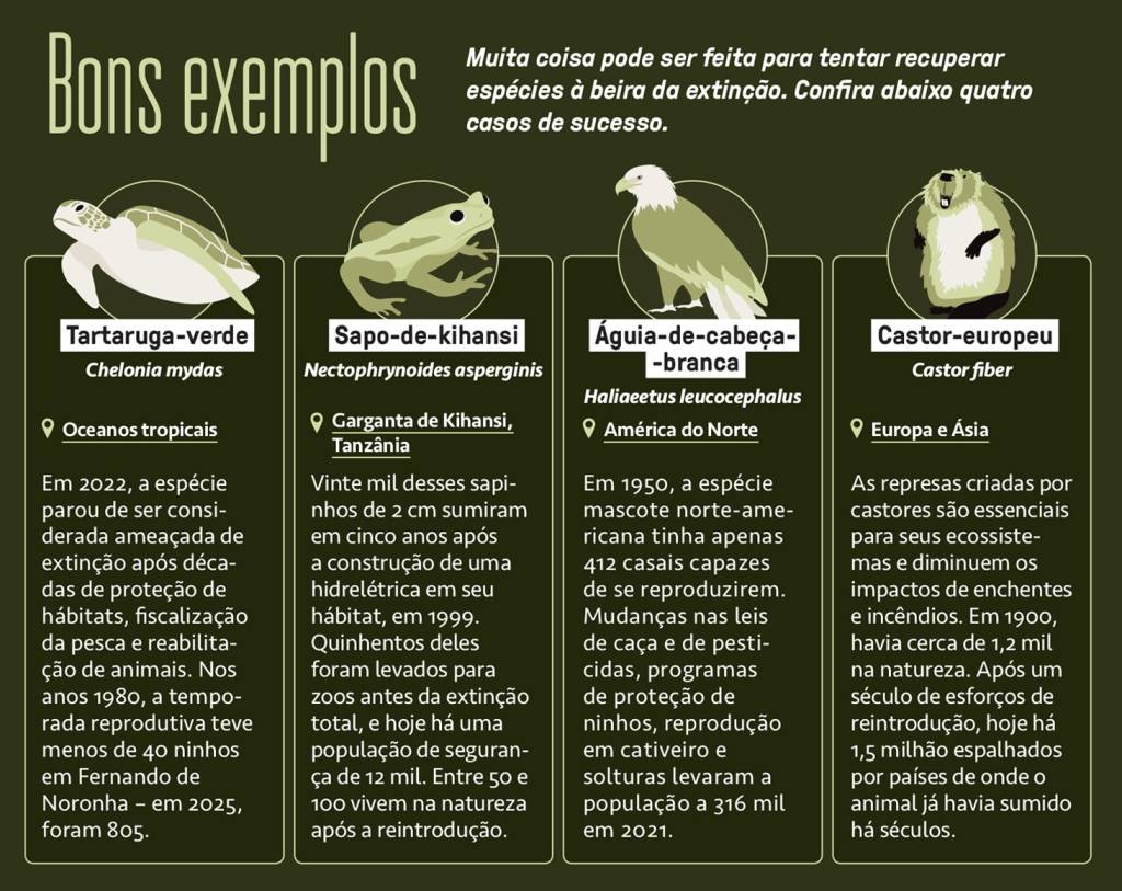 SI_488_Zoológico_8 Infográfico, em fundo verde escuro, de bons exemplos sobre recuperação de espécies ameaçadas. Quatro painéis com ilustrações e textos: tartaruga-verde (Oceanos tropicais), sapo-de-kihansi (Garganta de Kihansi, Tanzânia), águia-de-cabeça-branca (América do Norte) e castor-europeu (Europa e Ásia), detalhando seus casos de sucesso na conservação.
