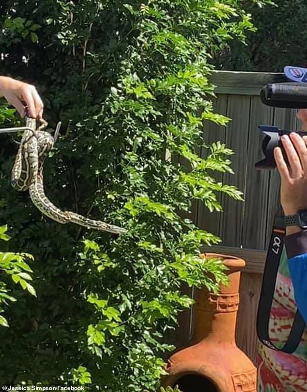 cobra-capturada-na-australia Cobra estava no quintal de uma casa na Austrália
