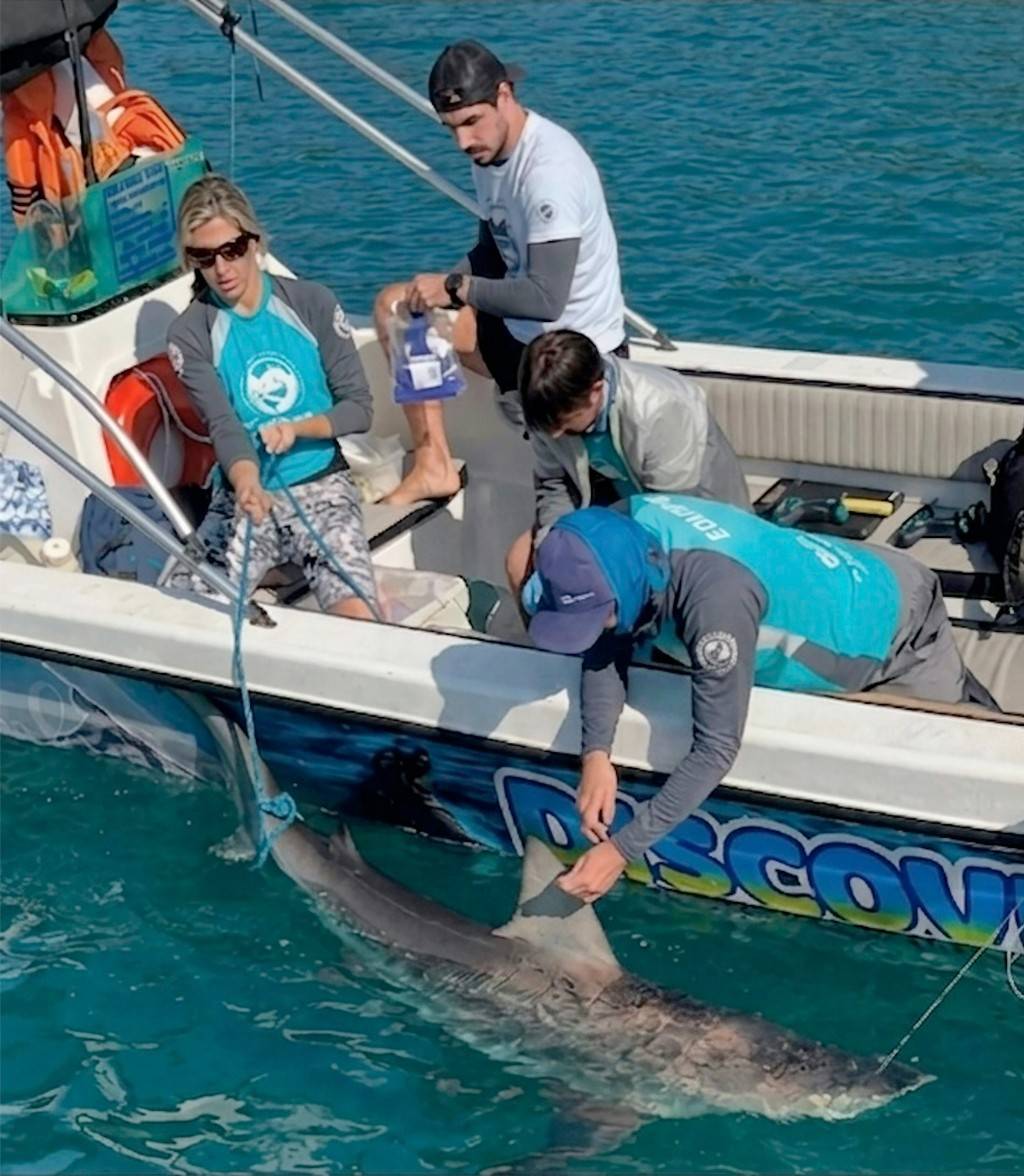 Quatro pesquisadores em um barco branco, com um deles segurando a cauda de um tubarão na água, enquanto outro segura uma corda amarrada à cabeça do animal